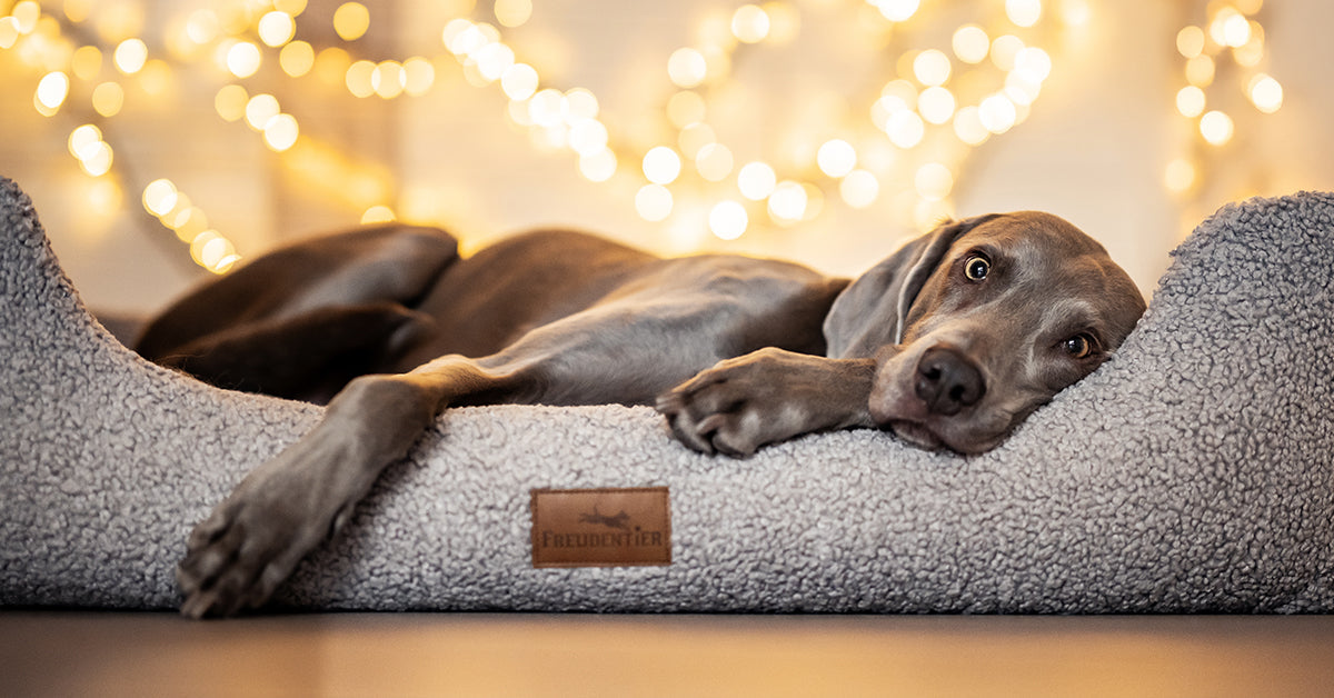 hundeleine 3m 7-in-1 Hundeleine mit 3M Reflexion – truelovefordogs.de