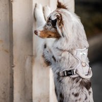 Atmungsaktives Hundegeschirr - Clyde Kollektion