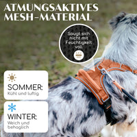 NEU: Atmungsaktives Hundegeschirr - Clyde Kollektion in Sunset Orange
