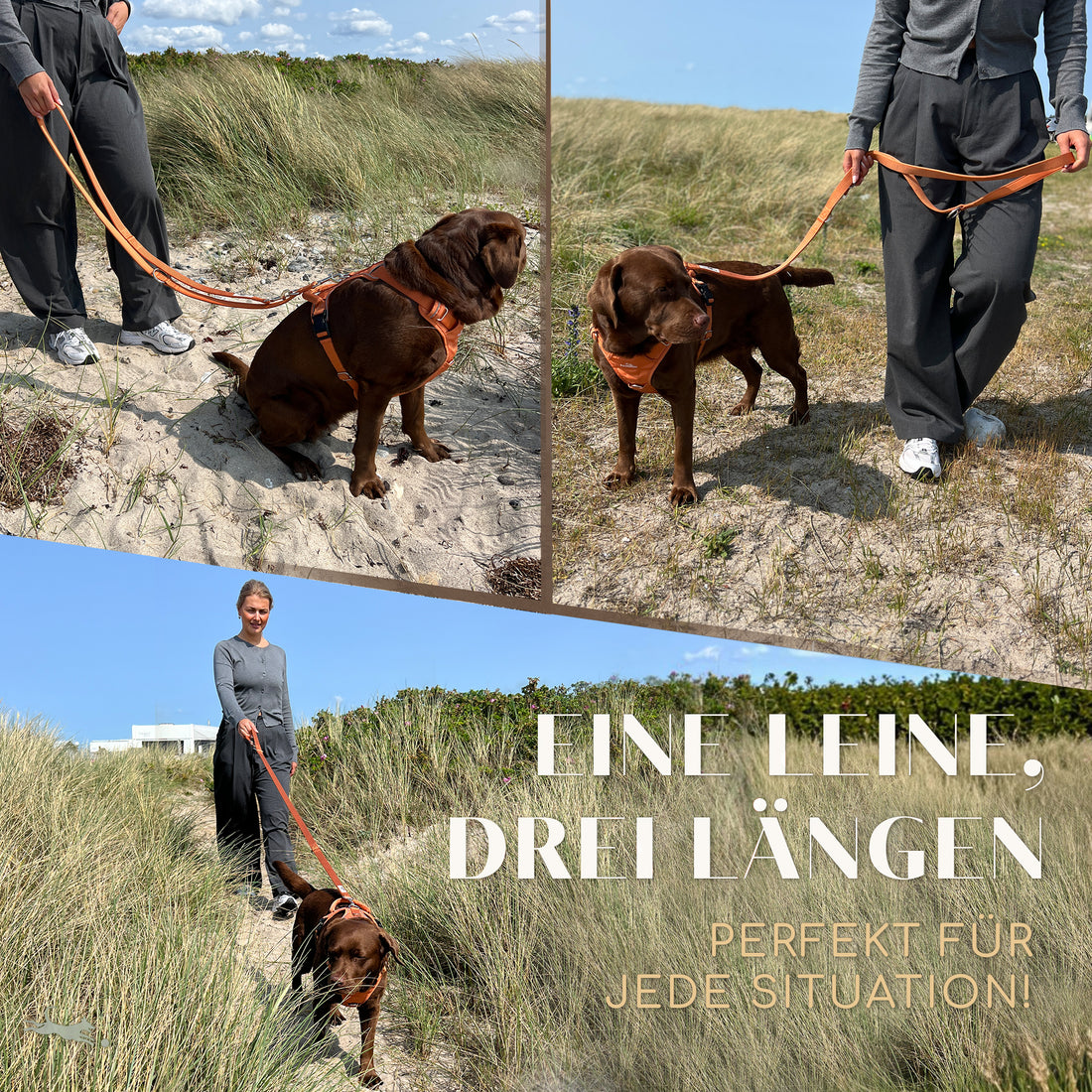 Hundeleine mit weicher Polsterung - Clyde Kollektion in Sunset Orange