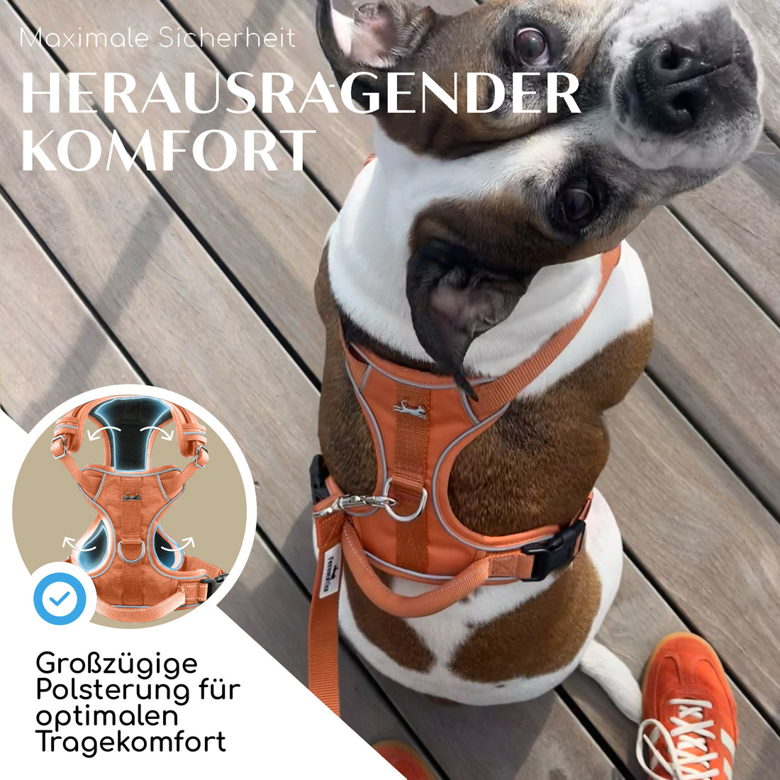 NEU: Atmungsaktives Hundegeschirr - Clyde Kollektion in Sunset Orange