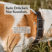 NEU: Hundehalsband aus Leder - Alsterufer Kollektion in Midnight