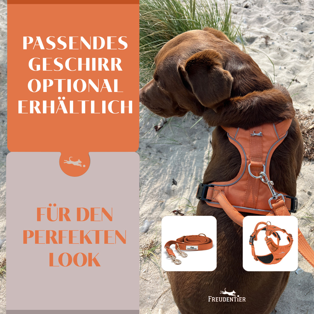 Hundeleine mit weicher Polsterung - Clyde Kollektion in Sunset Orange