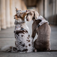 Atmungsaktives Hundegeschirr - Clyde Kollektion