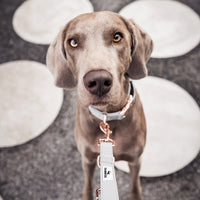Hundehalsband aus veganem Leder - Hyde Park Kollektion 2.0