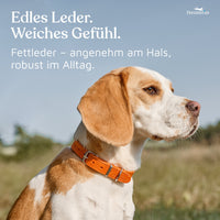 NEU: Hundehalsband aus Leder - Alsterufer Kollektion in Sunset Orange