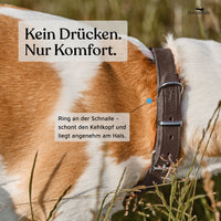 NEU: Hundehalsband aus Leder - Alsterufer Kollektion in Chocolate