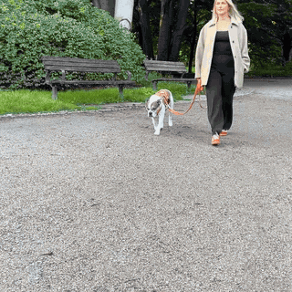 Hund läuft fröhlich im Freudentier Geschirr beim Gassi