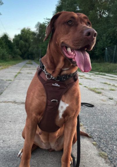Großer Hund im Freudentier Geschirr