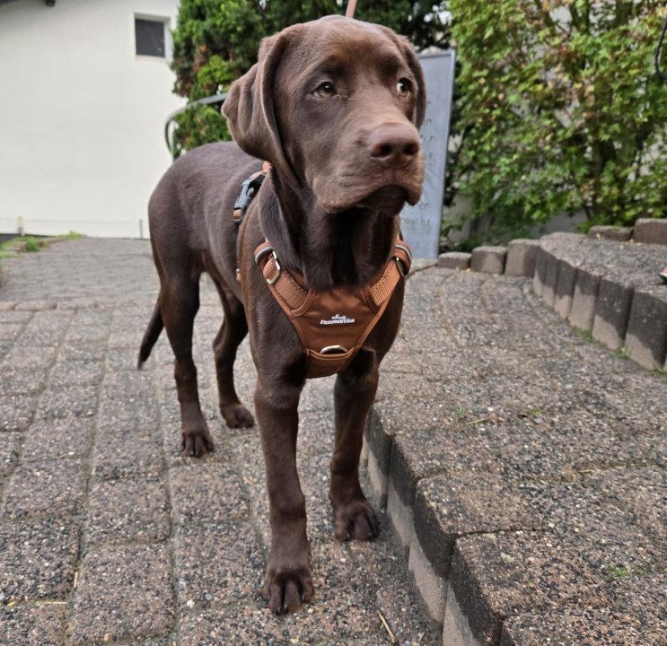 Junger Labrador im Freudentier Geschirr