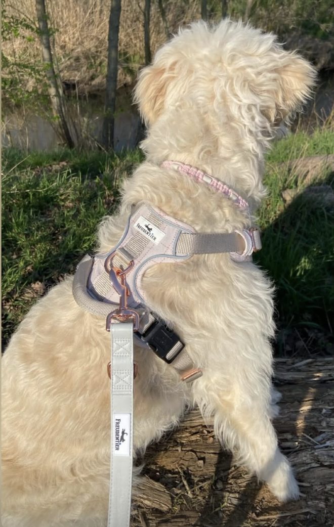 Hund im Freudentier Geschirr