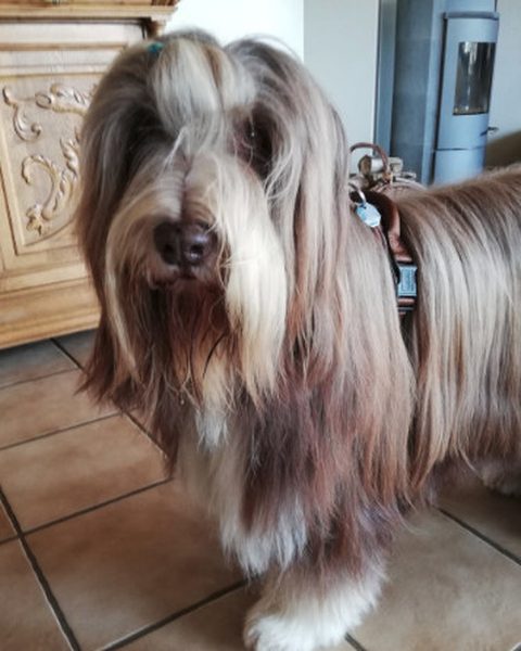 Hund im Freudentier Geschirr
