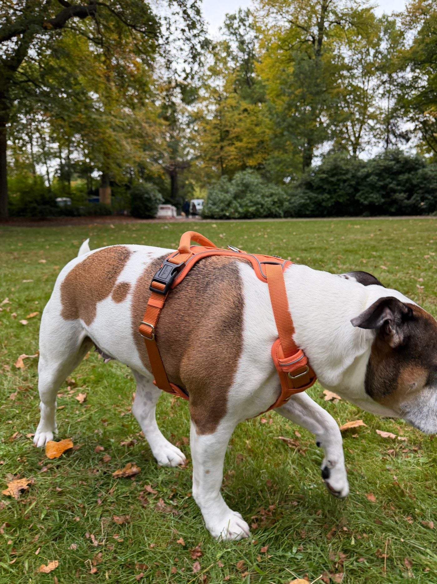 Hund im Freudentier Geschirr
