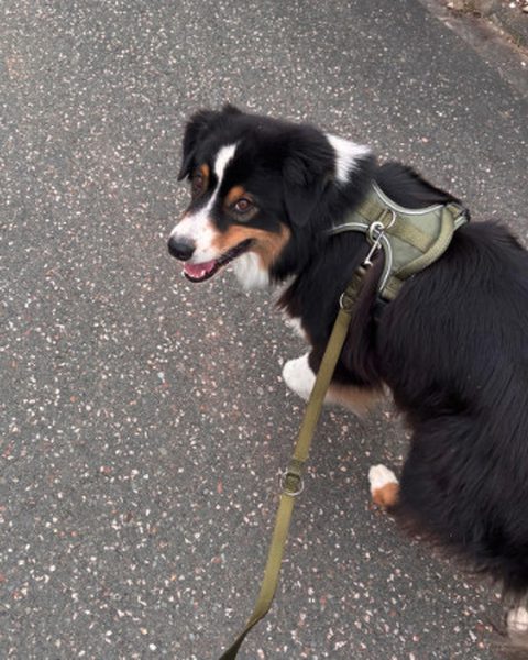Hund im Freudentier Geschirr