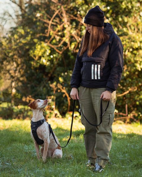 Hund im Freudentier Geschirr