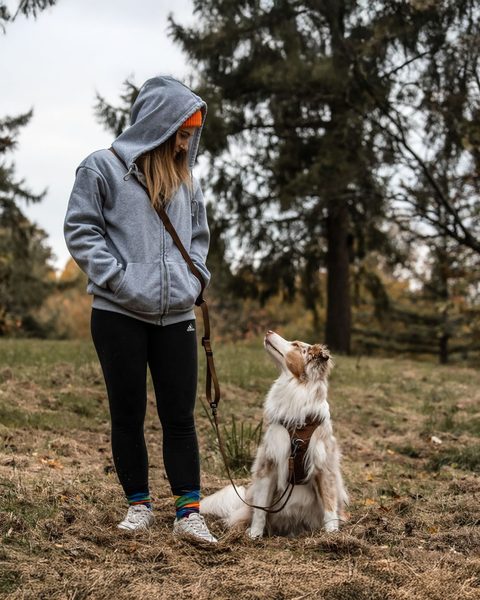 Hund im Freudentier Geschirr