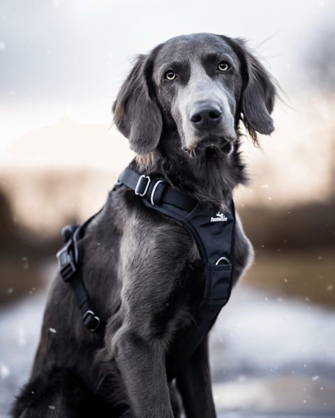 Hund im Freudentier Geschirr