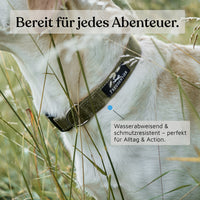 Hundehalsband - Clyde Kollektion in Forest Green