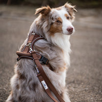 Atmungsaktives Hundegeschirr - Clyde Kollektion in Chocolate