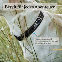 Hundehalsband - Clyde Kollektion in schwarz