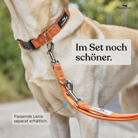 Hundehalsband - Clyde Kollektion in Sunset Orange