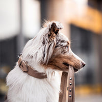 Hundehalsband aus Leder - Amstelpark Kollektion in Sand