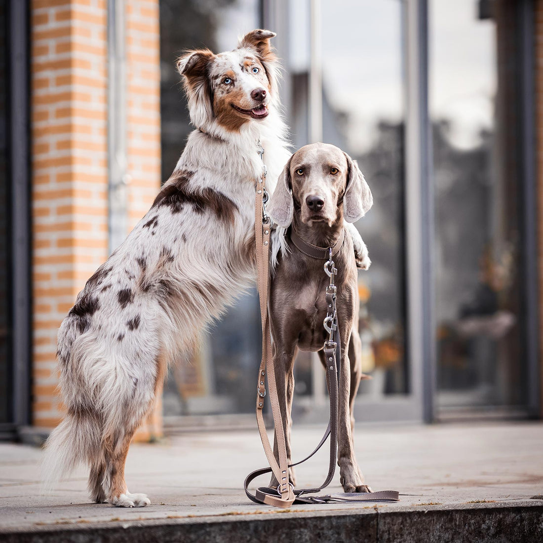 Hundehalsband aus Leder - Amstelpark Kollektion in Graubraun