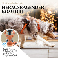 Gassi-Komplettset - Hundegeschirr & Leine im perfekt aufeinander abgestimmten Look