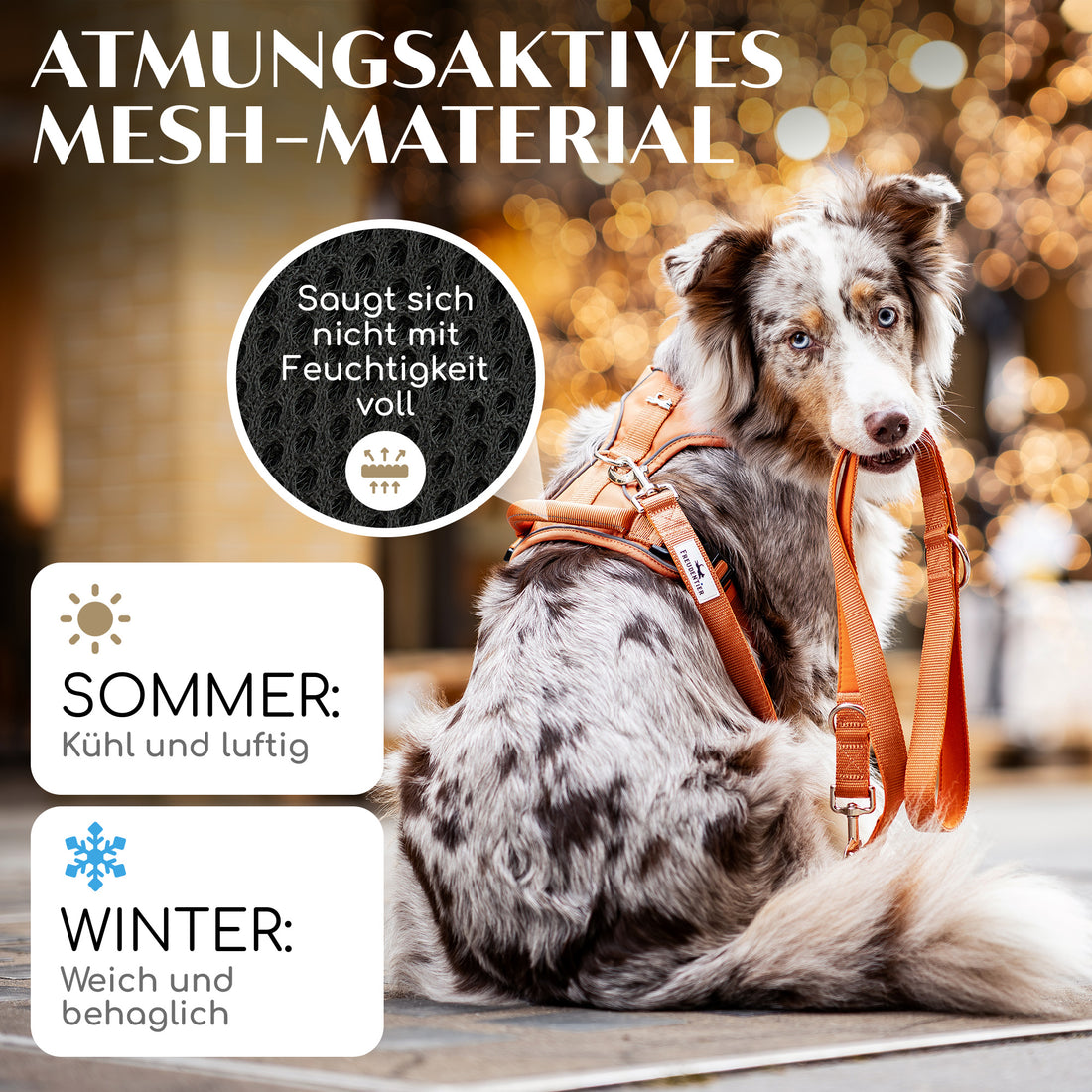 NEU: Atmungsaktives Hundegeschirr - Clyde Kollektion in Sunset Orange