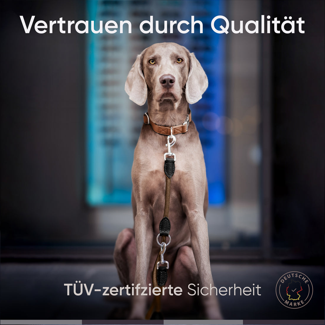 Runde Hundeleine in 2m & 3m - Model Harmony in Chocolate