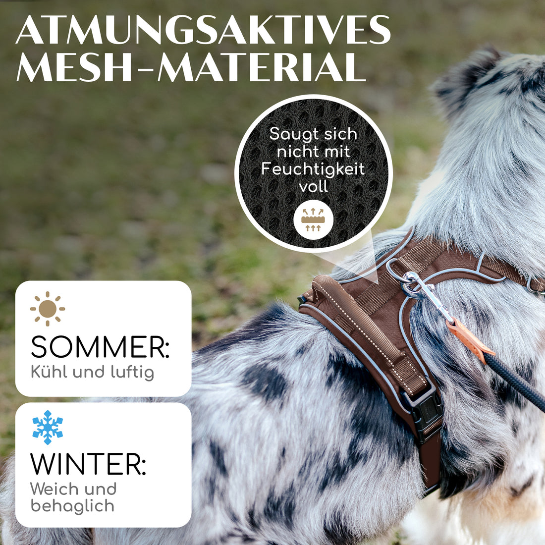 Gassi-Komplettset - Hundegeschirr & Leine im perfekt aufeinander abgestimmten Look