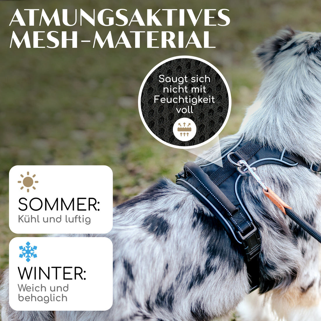 Gassi-Komplettset - Hundegeschirr & Leine im perfekt aufeinander abgestimmten Look