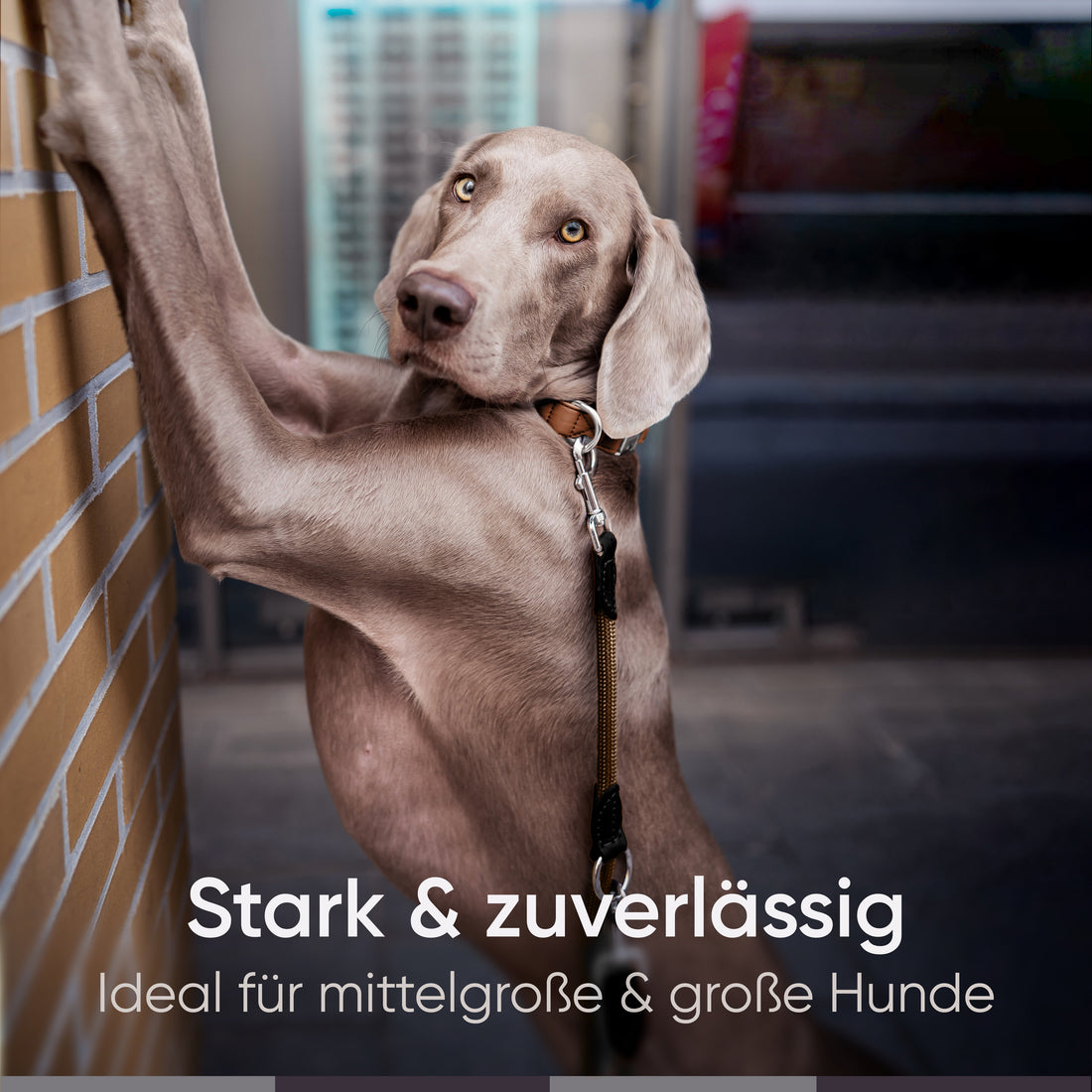 Runde Hundeleine in 2m & 3m - Model Harmony in Chocolate