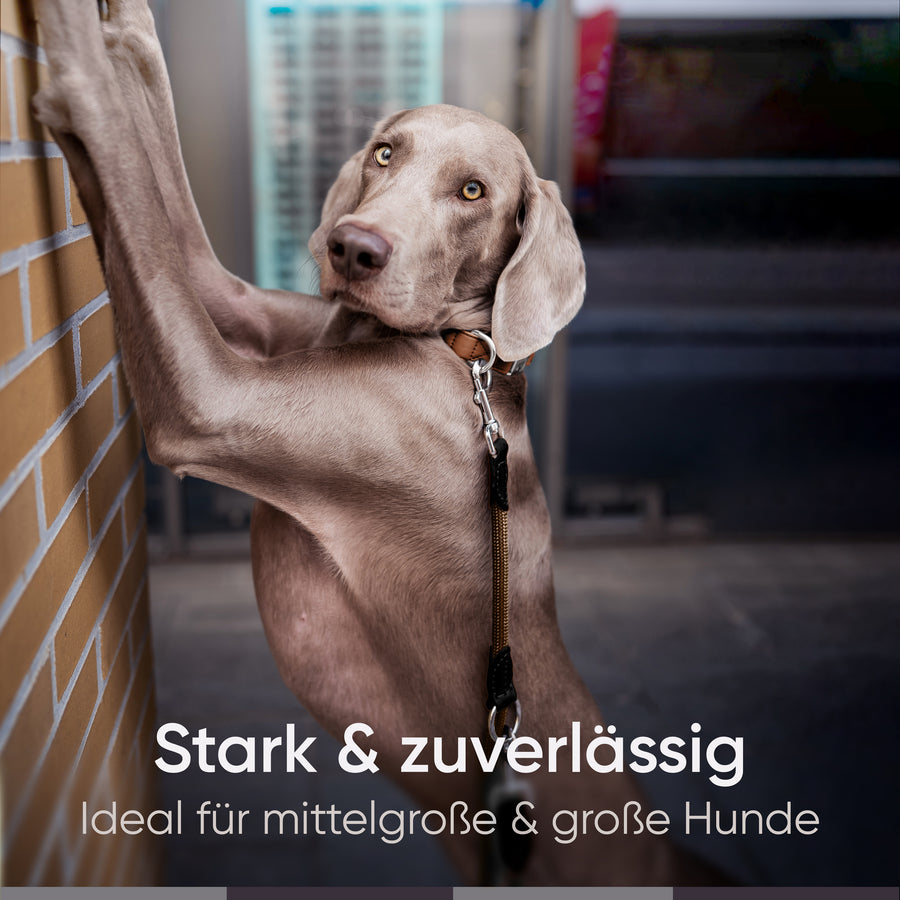 Runde Hundeleine in 2m & 3m - Model Harmony in Chocolate