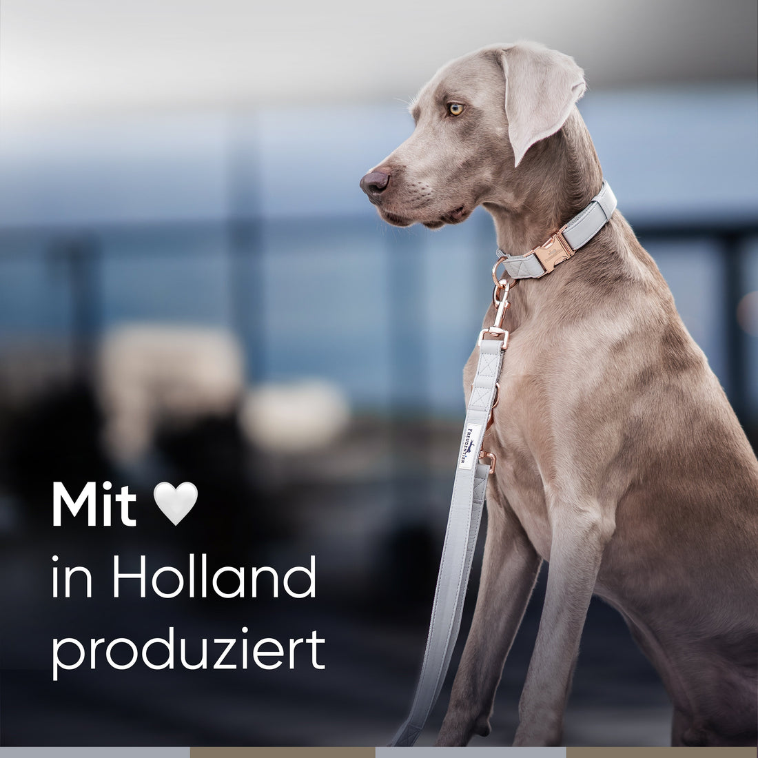 Hundeleine aus veganem Leder - Hyde Park Kollektion 2.0