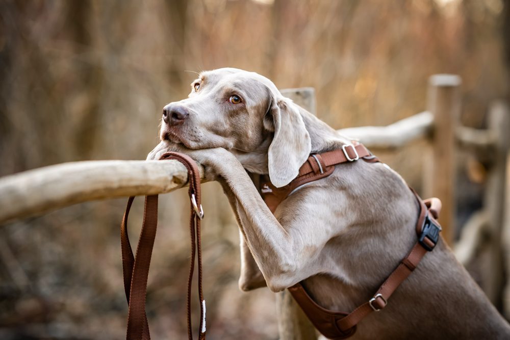 Weimaraner im braunen Freudentier Geschirr mit Leine