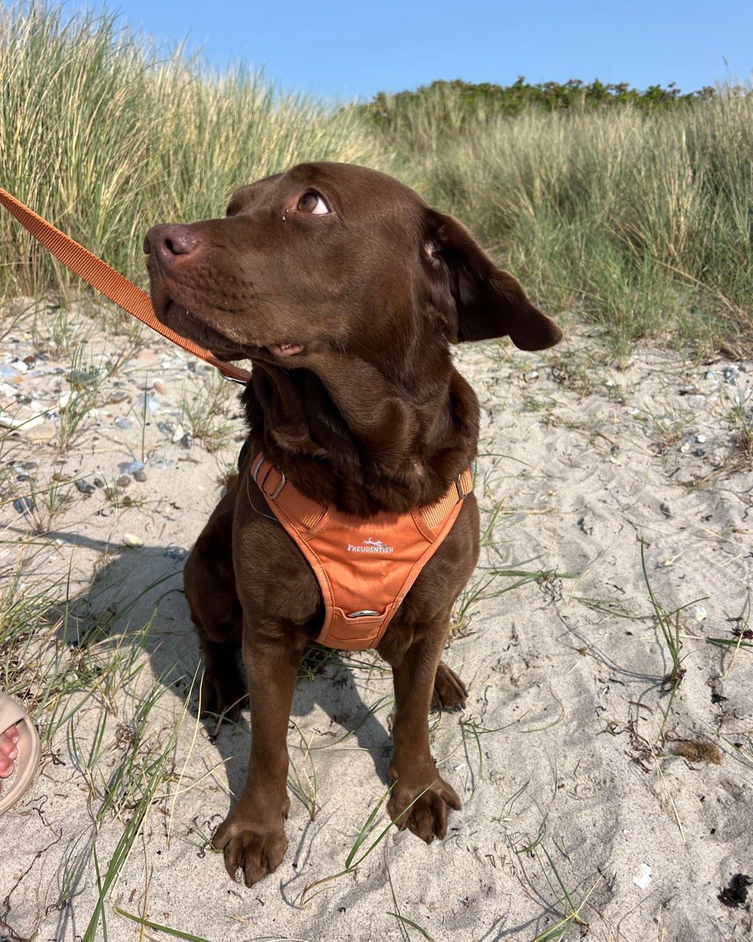 Hund im Freudentier Geschirr