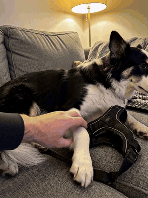 Hund hebt die Pfote, gerötete Achsel neben altem Geschirr