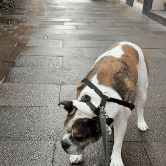 Hund im verrutschten, alten Geschirr