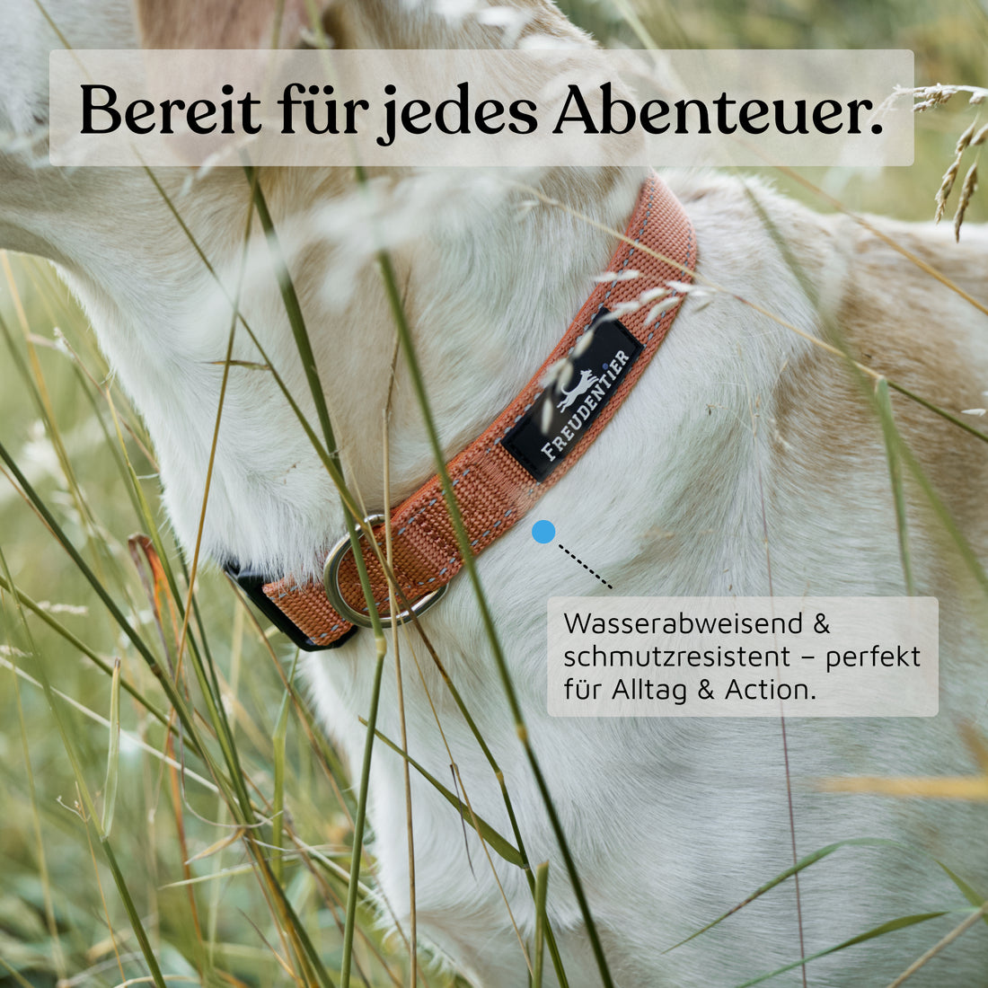 Hundehalsband - Clyde Kollektion in Sunset Orange