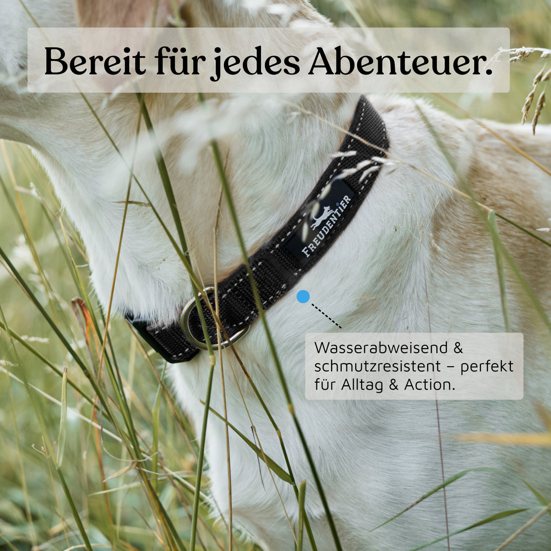 Hundehalsband - Clyde Kollektion in schwarz