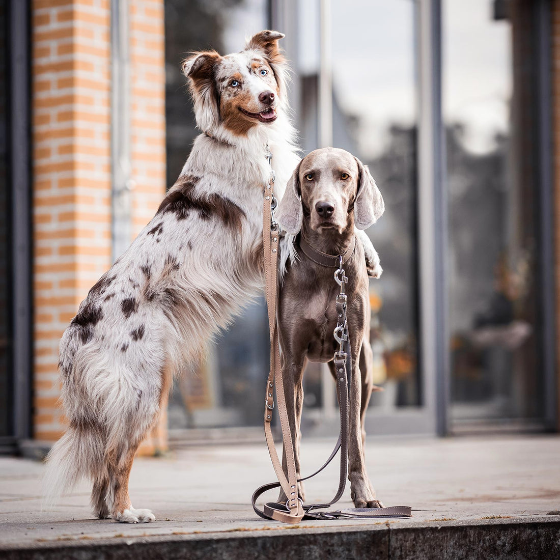 Hundeleine aus Leder - Amstelpark Kollektion in Sand