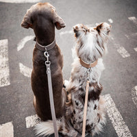 Hundehalsband aus Leder - Amstelpark Kollektion in Graubraun