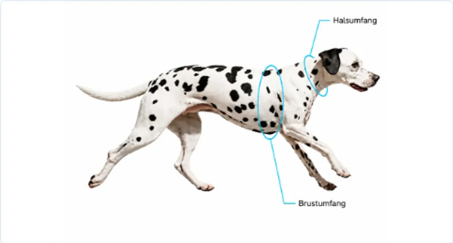Hund mit Markierungen für Halsumfang und Brustumfang